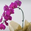 Orquídea Phalaenopsis Pink e Kit Natura Tododia Ameixa e Flor Baunilha - Imagem 2